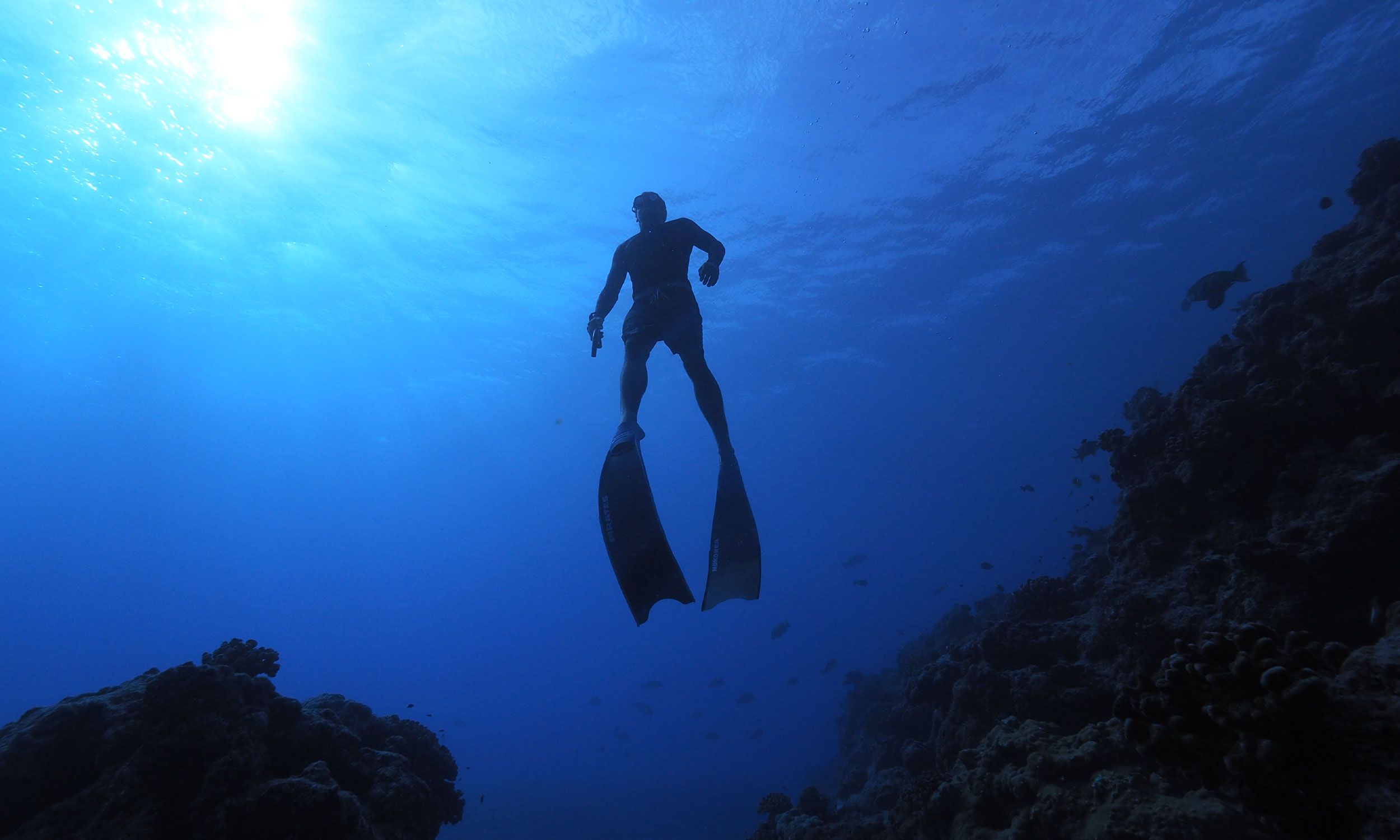 Free diving Tour